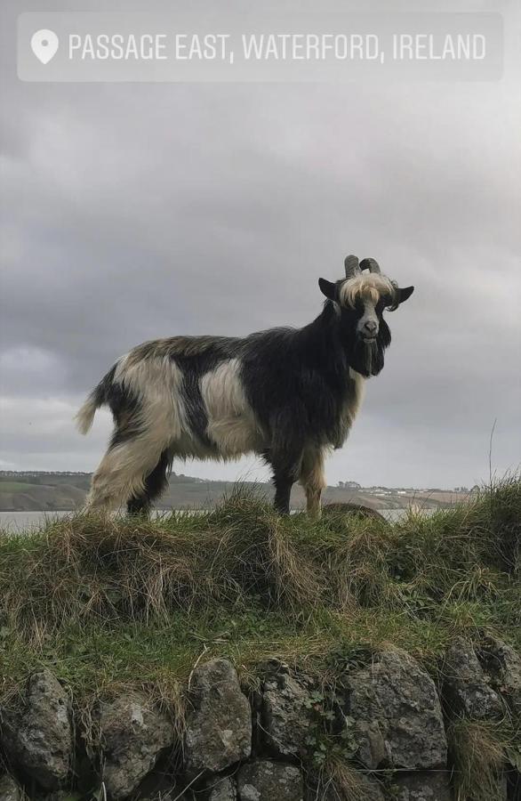 Arthurstown Ballyhack By The Sea מראה חיצוני תמונה